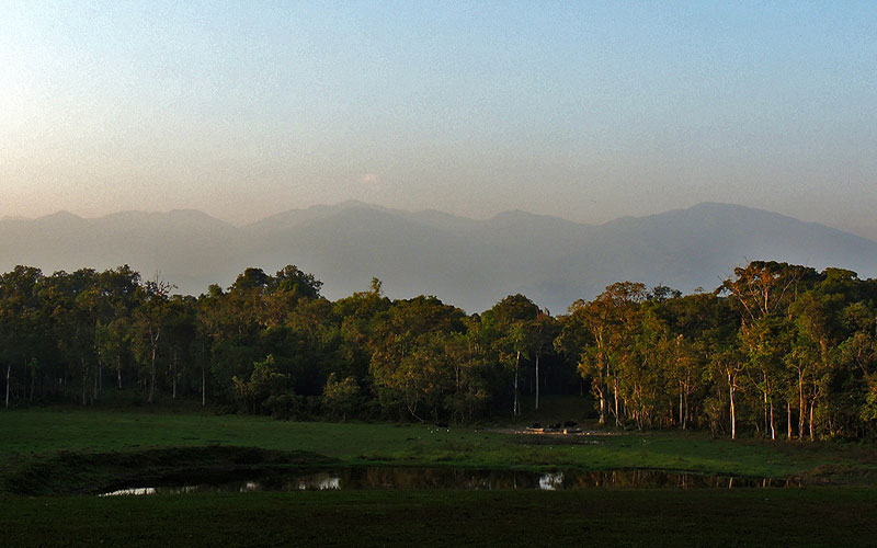 Chapramari Jungle Safari