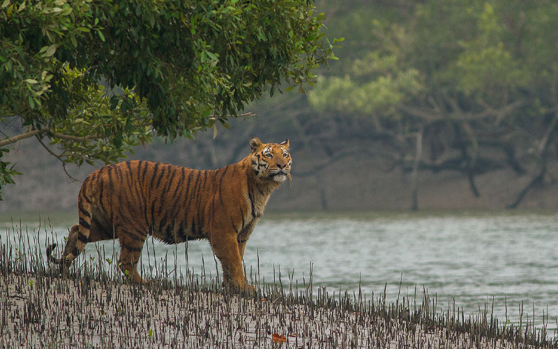 Sundarban Tiger Reserve